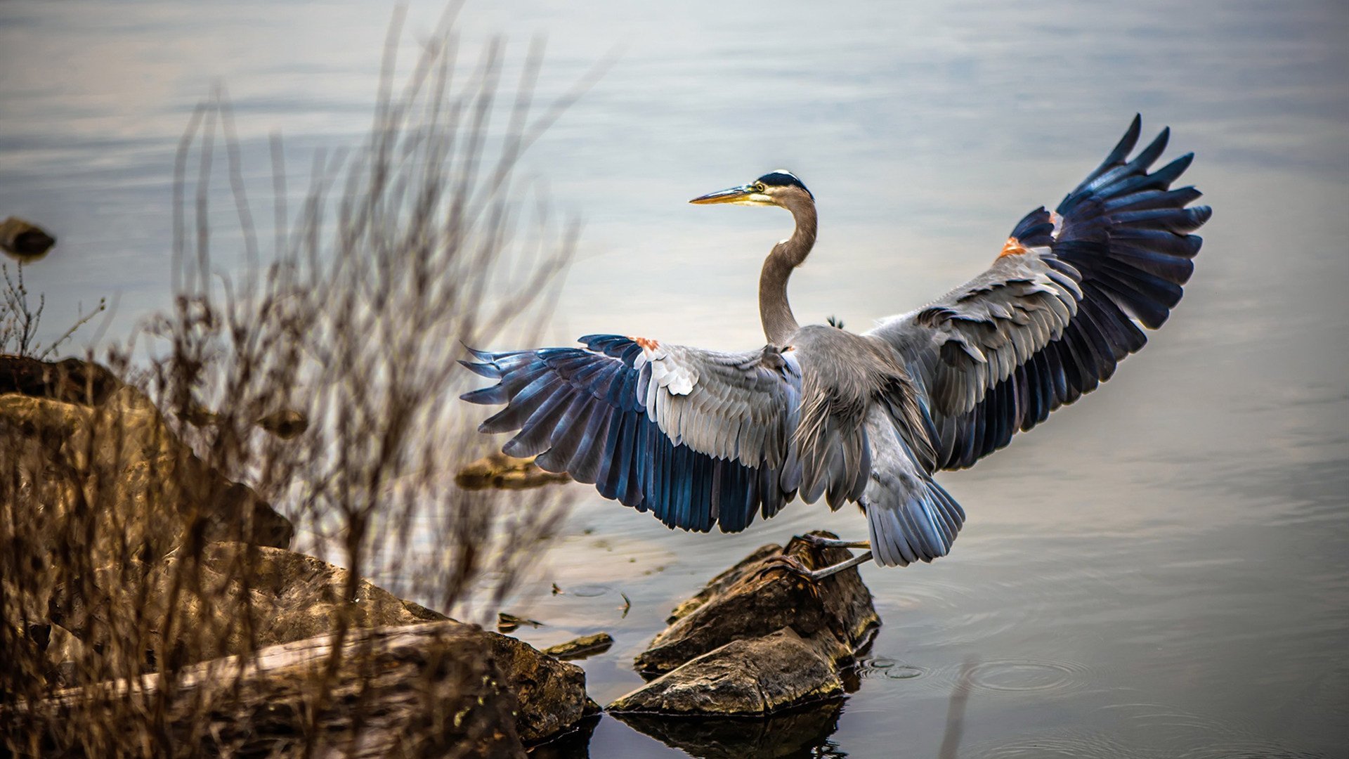 佛罗伦萨的跨界风暴，牙买加单节奇迹与门迪的F1街道赛主宰